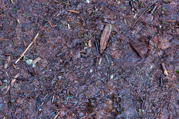 dirty wet leaves in the snow