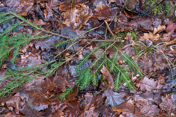 dirty wet leaves in the snow