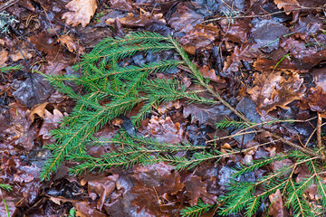 dirty wet leaves in the snow