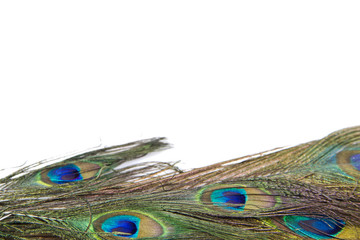 Obraz premium peacock feathers isolated white background