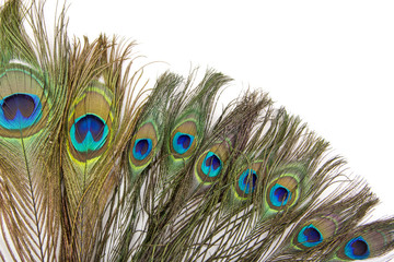 Naklejka premium peacock feathers isolated white background