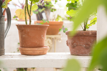 Blumen in einer Gaertnerei