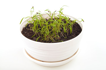 young plants in soil growing up on white background