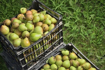 sale boxes with pears