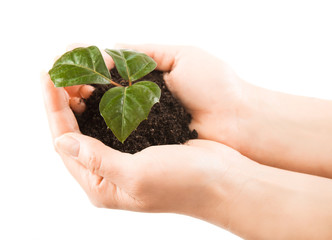 Young plant with green leaves in soil in beautiful woman hands