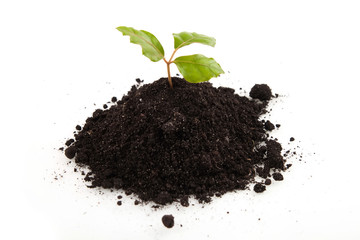 young plants in soil growing up on white background
