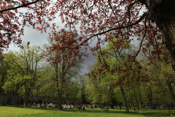 Spring at the old town cemetery in Karlovy Vary.