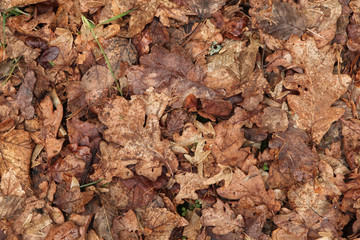 Old autumn leaves. Background texture.