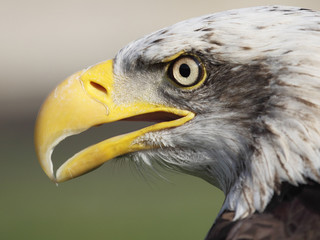 bald eagle
