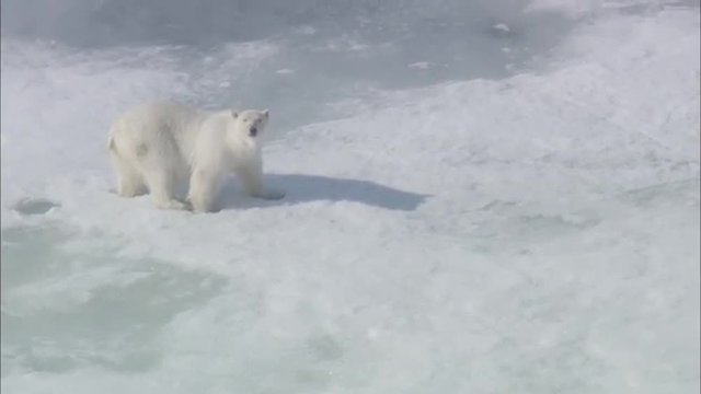Arctic Snow Polar Bear Migrating