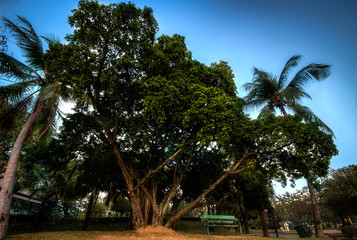Fototapeta premium a small bench under a tree in a park in Roi Et in Isaan Thailand