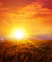 sunset on the meadow