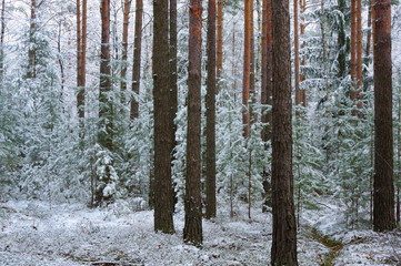 Zima w lesie.