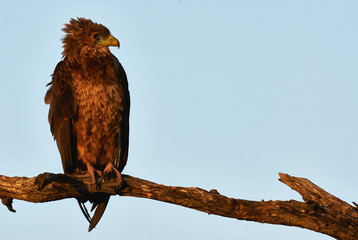 Young Bateleur at dawn