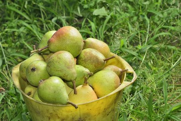 pail with pears