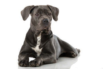Obraz premium Cane Corso