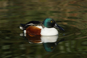 Northern Shoveler, Shoveler, Anas clypeata