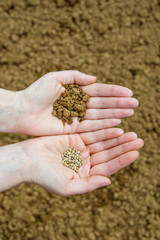 Seeds in Hands