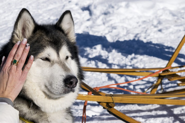 ALASKAN MALAMUTE