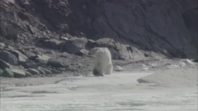 Polar Bear Trails Coastline