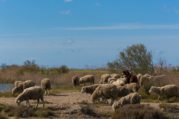 Obraz premium Camargue Schafe 1