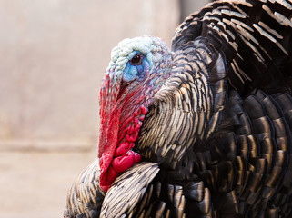 Profile of a thankgiving turkey isolated on a over orange backgr