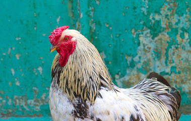 Portrait of beautiful cock on green background