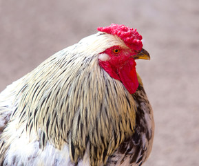 Portrait of beautiful cock on green background