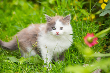 Naklejka na ściany i meble gray, white kitten with blue eyes on grass