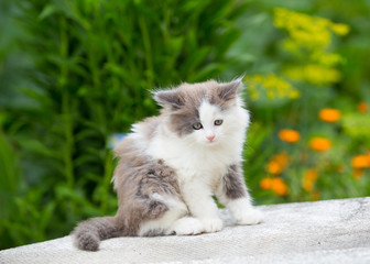 Naklejka na ściany i meble gray, white angry kitten with blue eyes and open mouth and sharp