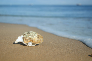 pearl in the shell