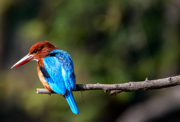 blue Kingfisher bird, on a branch, beak left