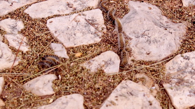 Thaumetopoea - Pine processionary caterpillar