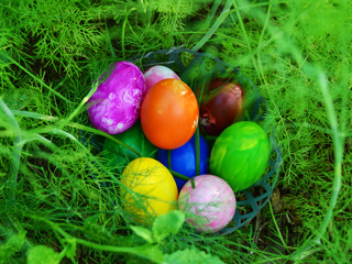 Easter Eggs with Fresh Green Grass over white background