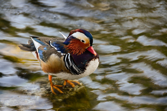 Mandarin duck at lake