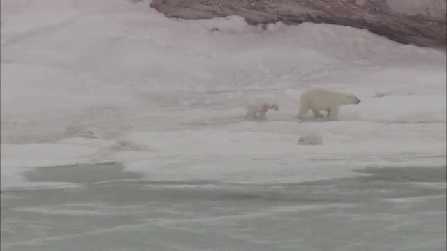 Ice Polar Glacier Polar Bears