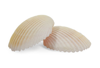 close up of ocean shell isolated