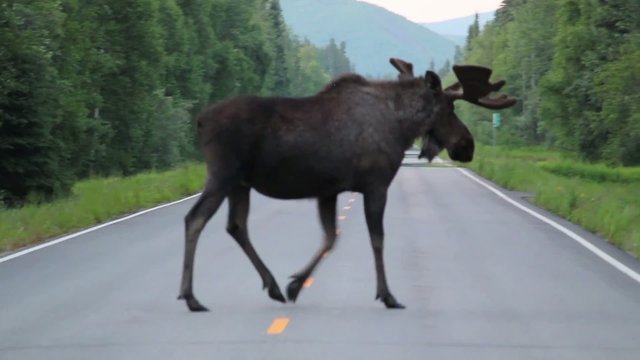 Alaska Animals Road Trees