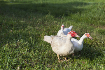 Three white ducks in the field, Agriculture