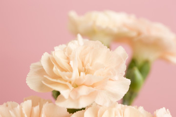 カーネーション