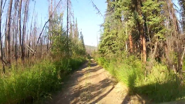 Alaska Forrest Trail Trees
