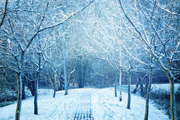 Winter and snow conceptual image.