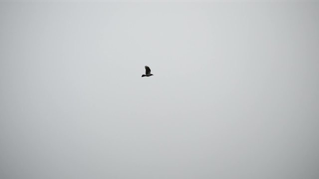 Bird flies over frozen water storage reservoir