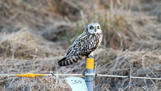 Short-eared Owl (Asio flammeus) in Japan