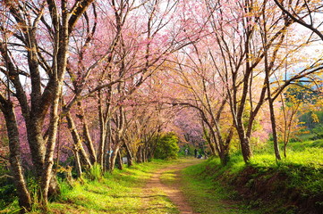 Spring Cherry Blossom Trees