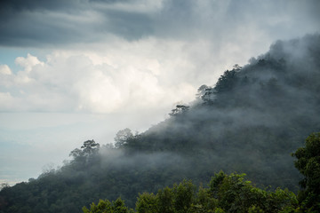 Fototapeta na wymiar Mist pass through the forest / Mist pass through the forest on the mountains in Chiangmai, Thailand