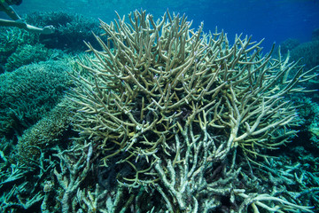 枝珊瑚