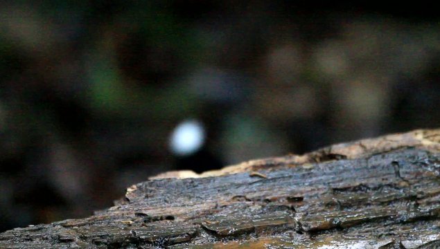 White-crowned Forktail (Enicurus leschenaulti) in Thailand