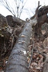 Wild white mashrooms