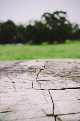Wood Background